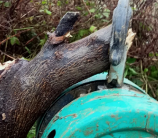 可以用倒鏈拔樹嗎？倒鏈拔樹的方法介紹
